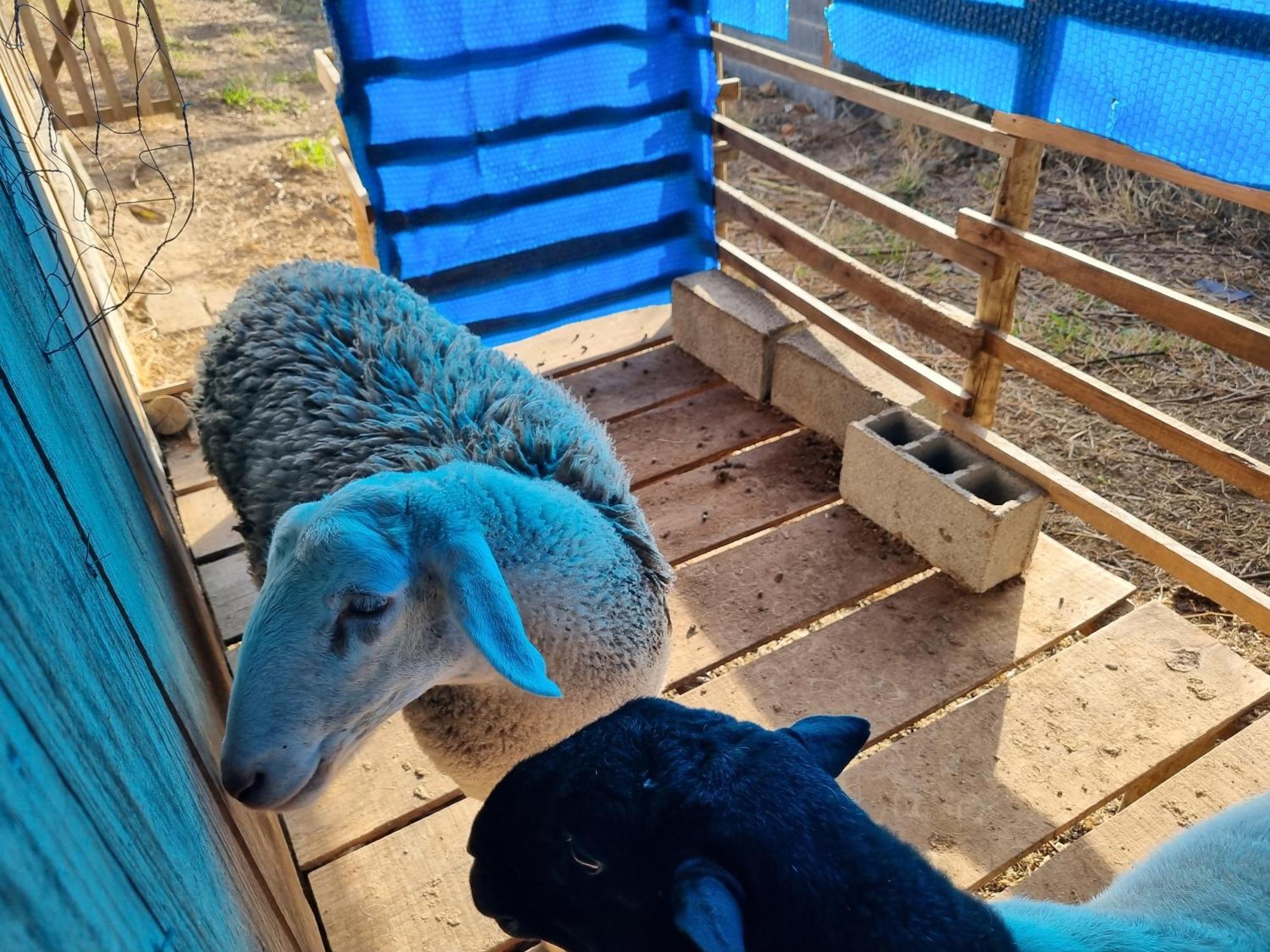 Chacara Aquila Βίλα São Roque Εξωτερικό φωτογραφία